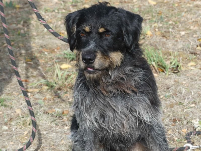 Aaron sehr schoner Griffon mix in Poitiers