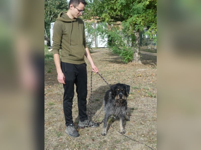 Aaron sehr schoner Griffon mix in Poitiers