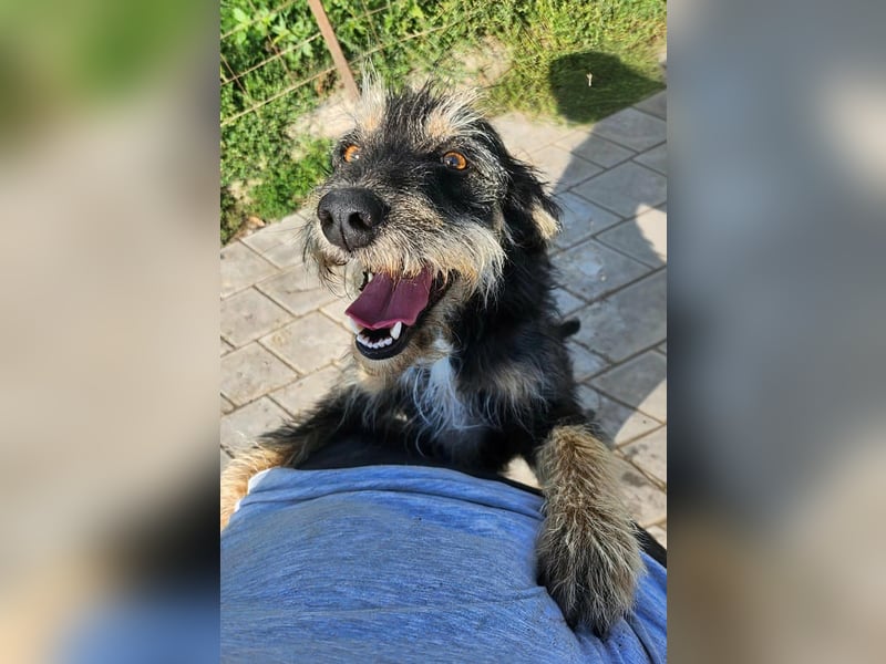 ISIS - Gerettet aus Horror Tötung Slatina, 2022