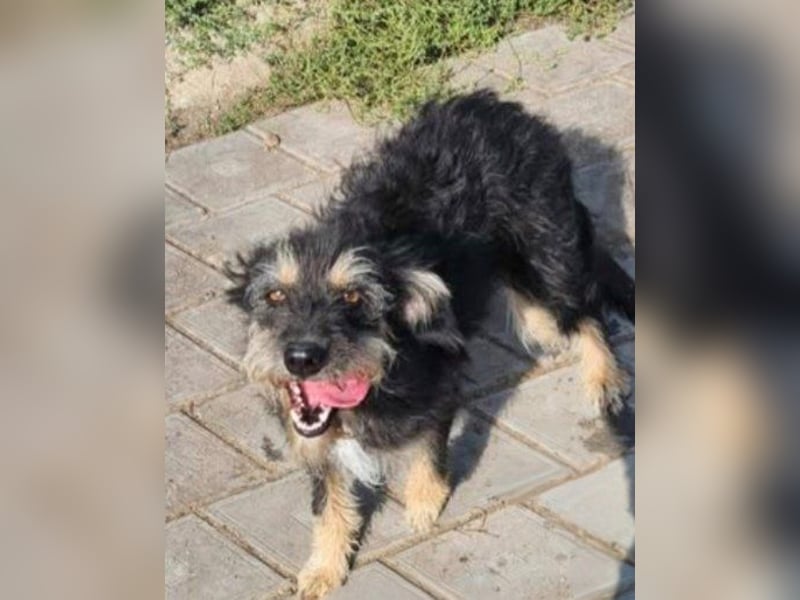 ISIS - Gerettet aus Horror Tötung Slatina, 2022