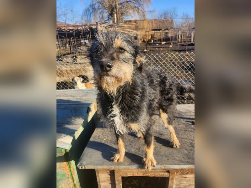 ISIS - Gerettet aus Horror Tötung Slatina, 2022