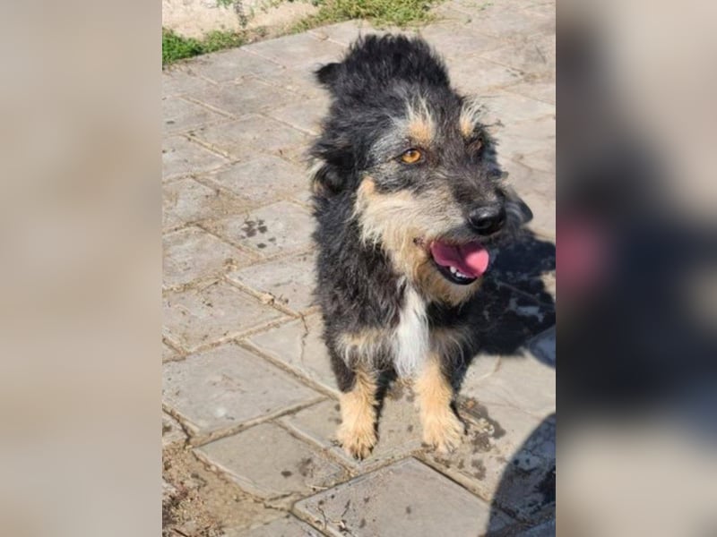 ISIS - Gerettet aus Horror Tötung Slatina, 2022