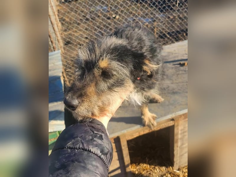 ISIS - Gerettet aus Horror Tötung Slatina, 2022