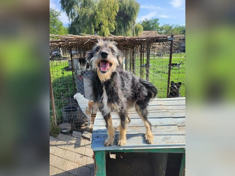 ISIS - Gerettet aus Horror Tötung Slatina, 2022