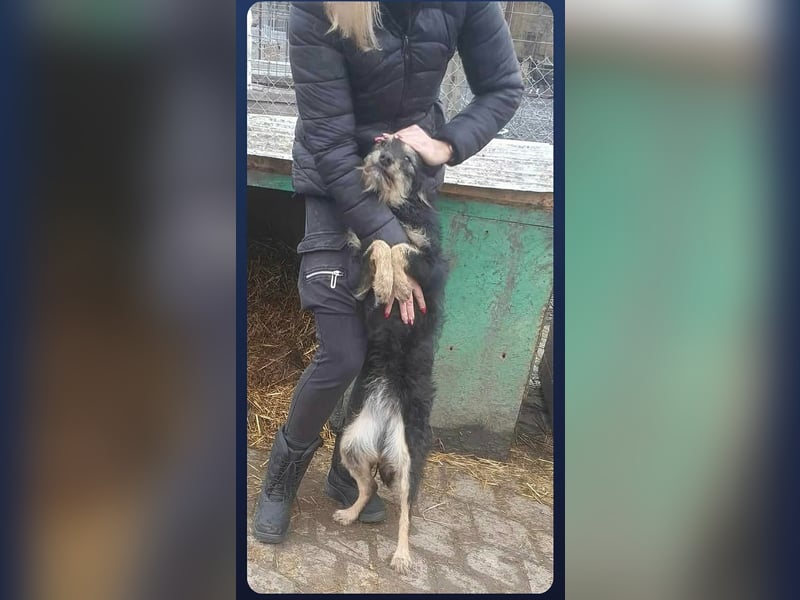 ISIS - Gerettet aus Horror Tötung Slatina, 2022