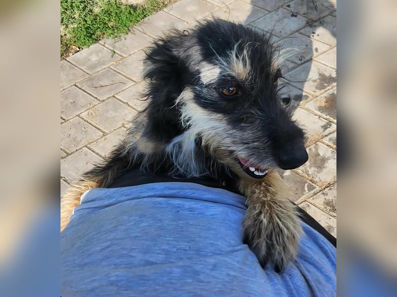 ISIS - Gerettet aus Horror Tötung Slatina, 2022