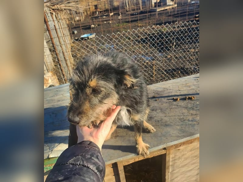 ISIS - Gerettet aus Horror Tötung Slatina, 2022