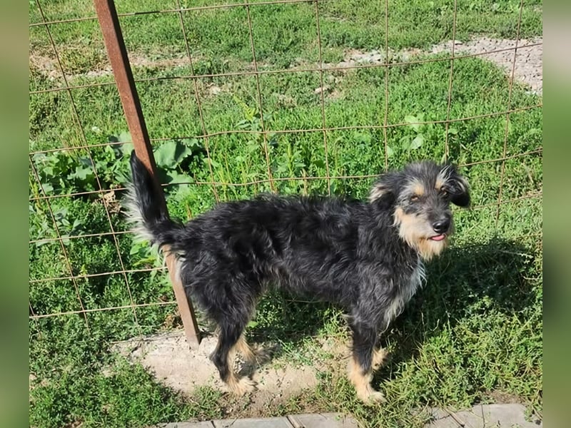 ISIS - Gerettet aus Horror Tötung Slatina, 2022