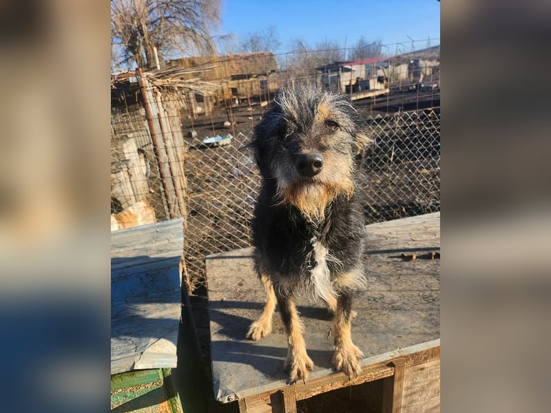 ISIS - Gerettet aus Horror Tötung Slatina, 2022