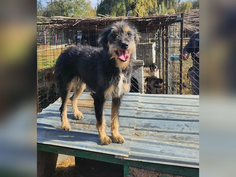 ISIS - Gerettet aus Horror Tötung Slatina, 2022