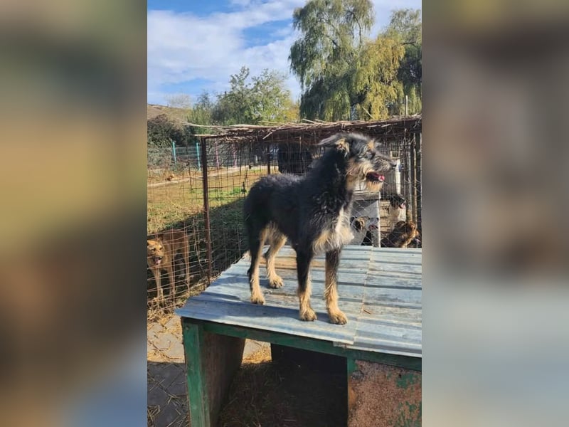 ISIS - Gerettet aus Horror Tötung Slatina, 2022