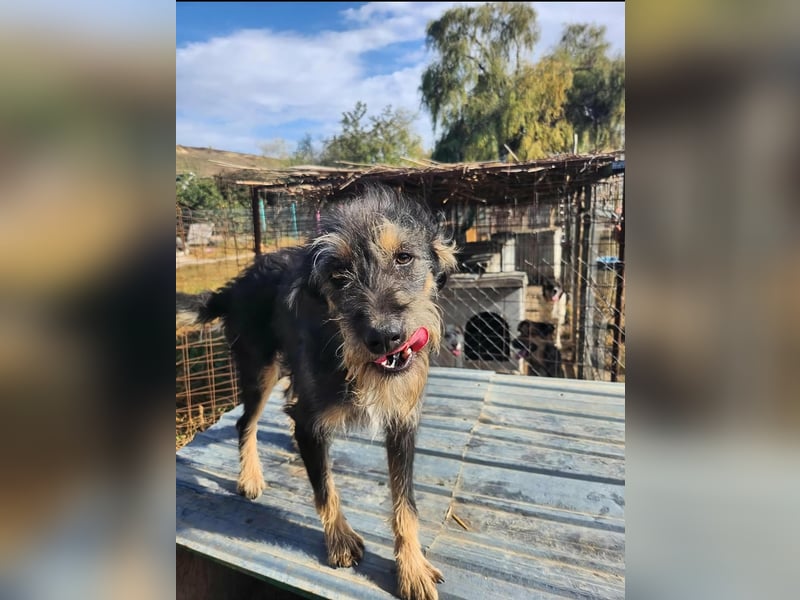 ISIS - Gerettet aus Horror Tötung Slatina, 2022