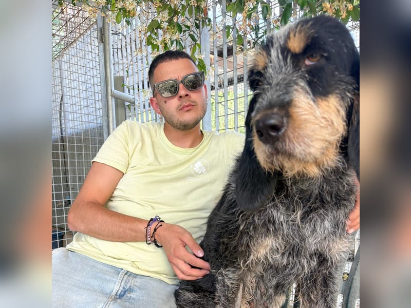 Elvira - Leise, freundlich, unkompliziert – 56 cm Charme auf 4 Pfoten und ein Blick zum Schmelzen