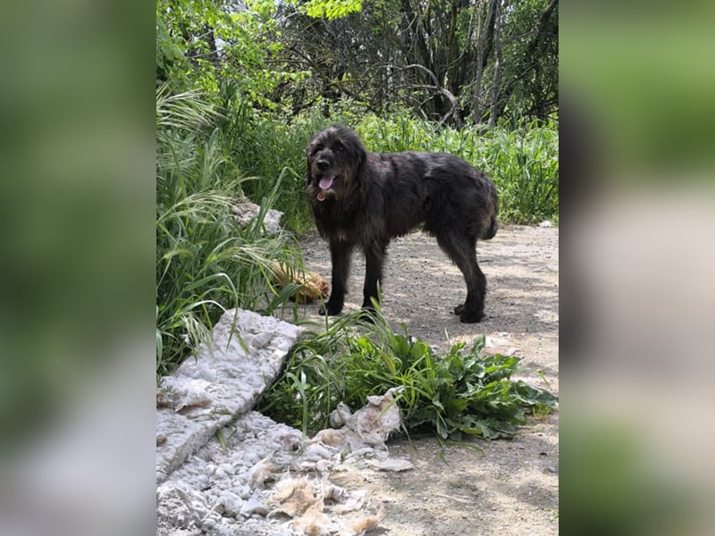 Hund Rüde Tierschutz Griffon Bundesweite Vermittlung