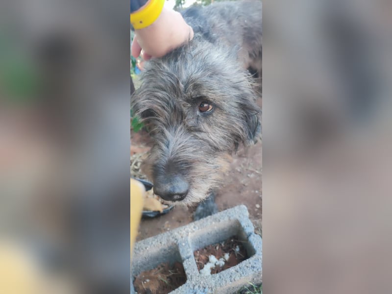 Hund Rüde Tierschutz Griffon Bundesweite Vermittlung