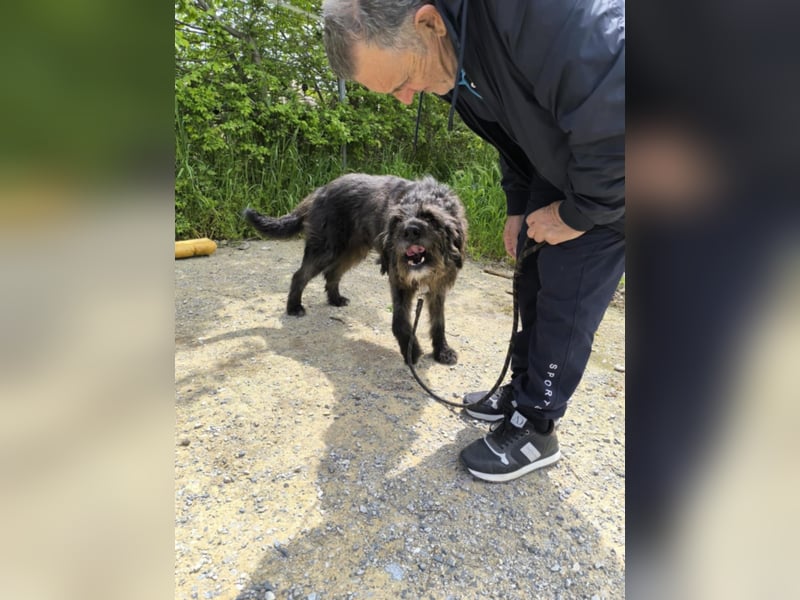 Hund Rüde Tierschutz Griffon Bundesweite Vermittlung