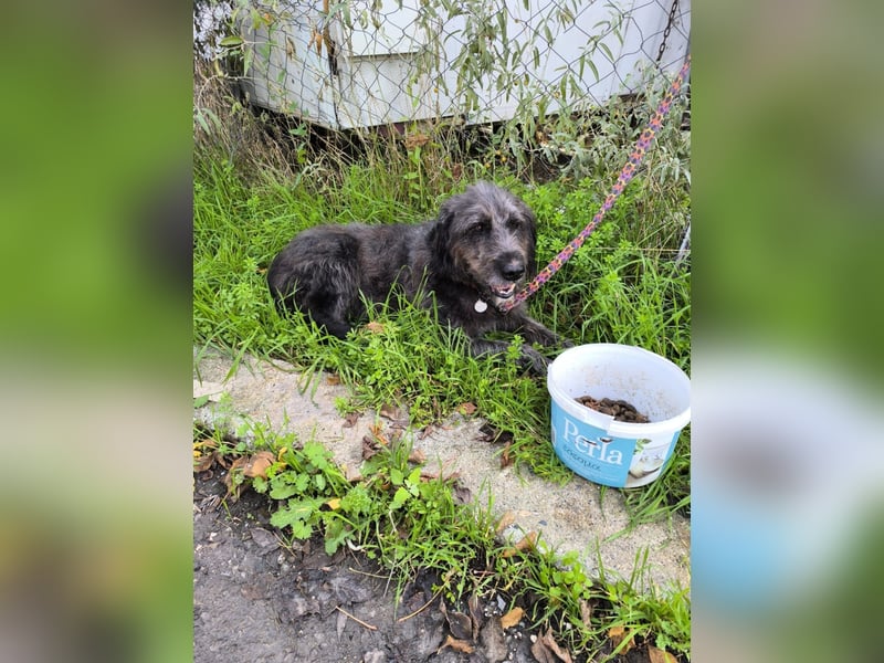 Hund Rüde Tierschutz Griffon Bundesweite Vermittlung