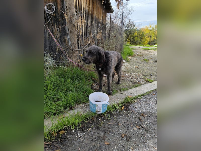 Hund Rüde Tierschutz Griffon Bundesweite Vermittlung