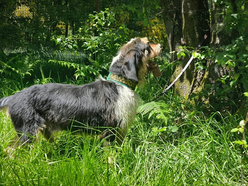 Rus