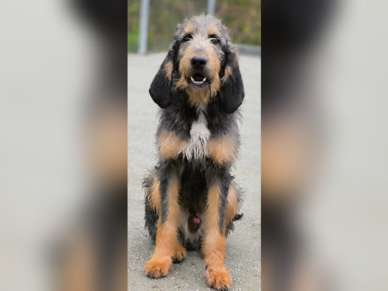 Gus