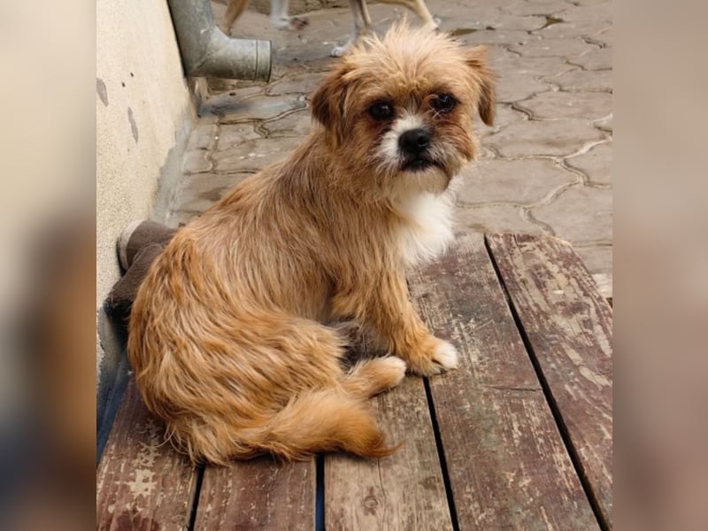 Lina