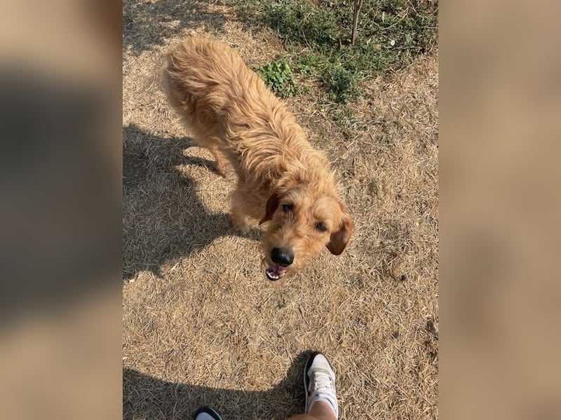 Kelly – Griffon Mix: sanfte Hundeseele sucht dringend ein Zuhause voller Liebe