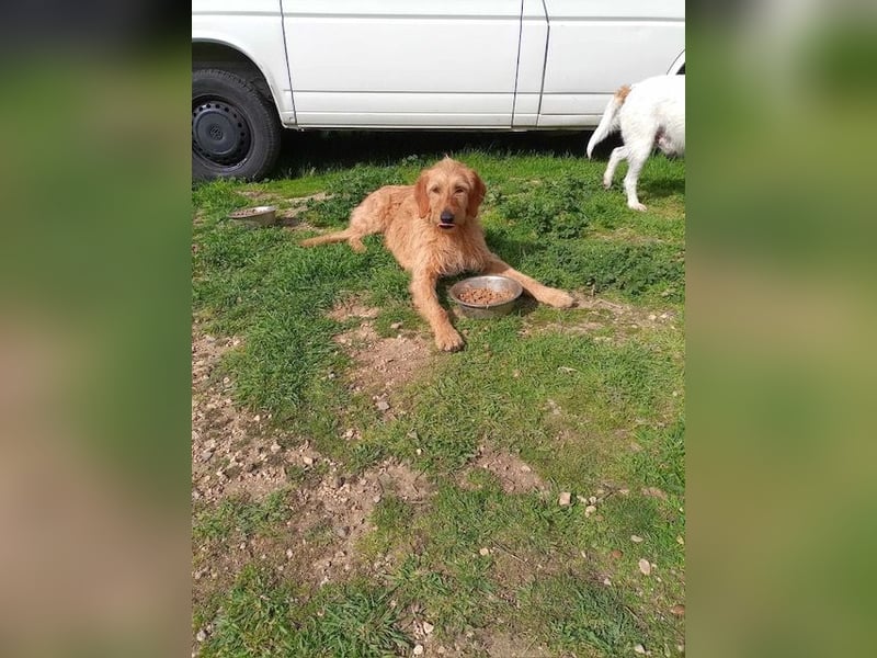 Kelly – Griffon Mix: sanfte Hundeseele sucht dringend ein Zuhause voller Liebe