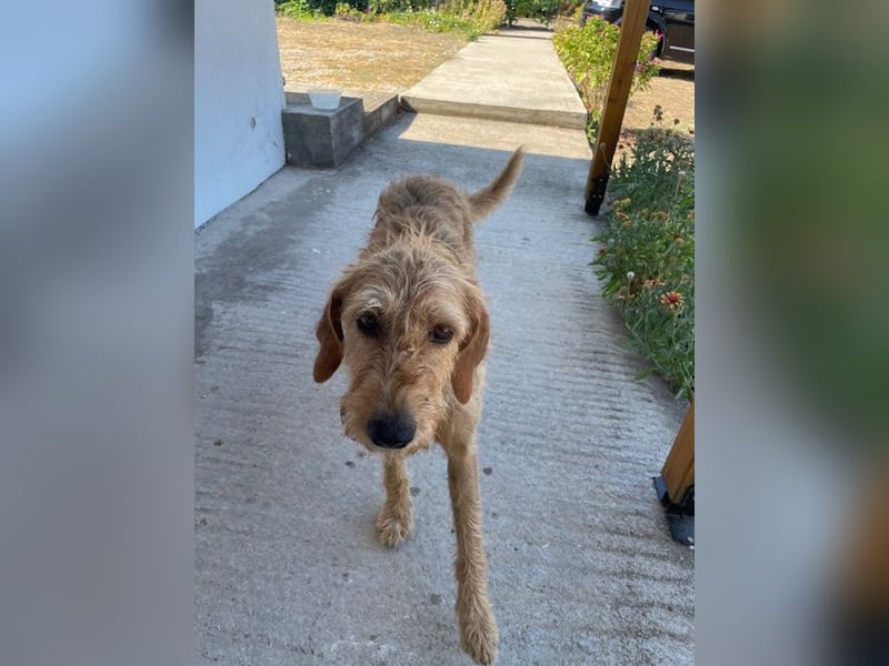 Kelly – Griffon Mix: sanfte Hundeseele sucht dringend ein Zuhause voller Liebe