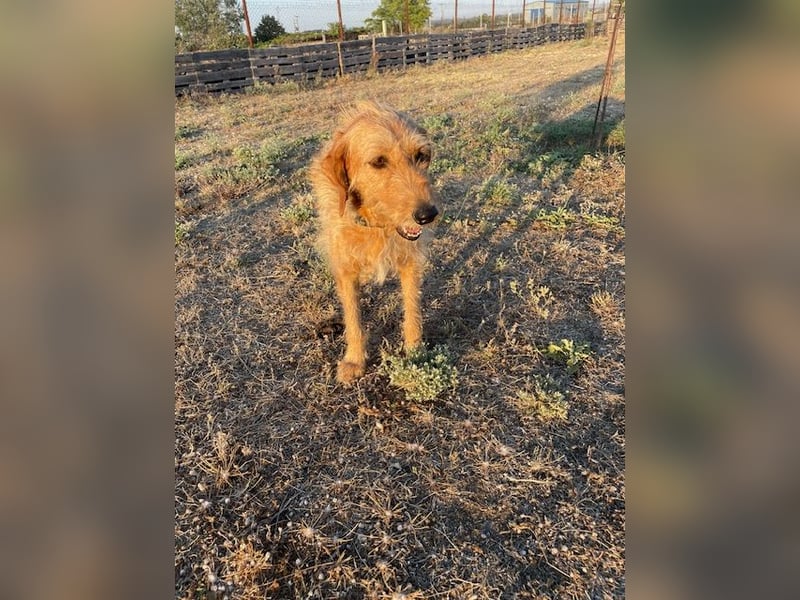 Kelly – Griffon Mix: sanfte Hundeseele sucht dringend ein Zuhause voller Liebe