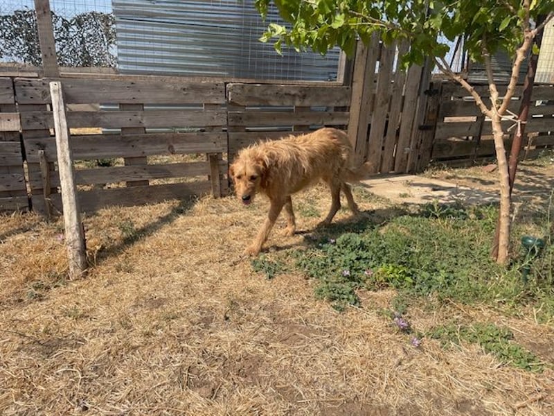 Kelly – Griffon Mix: sanfte Hundeseele sucht dringend ein Zuhause voller Liebe