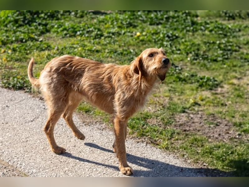 Kelly – Griffon Mix: sanfte Hundeseele sucht dringend ein Zuhause voller Liebe