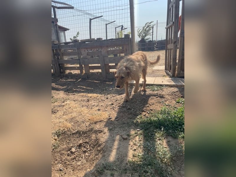 Kelly – Griffon Mix: sanfte Hundeseele sucht dringend ein Zuhause voller Liebe