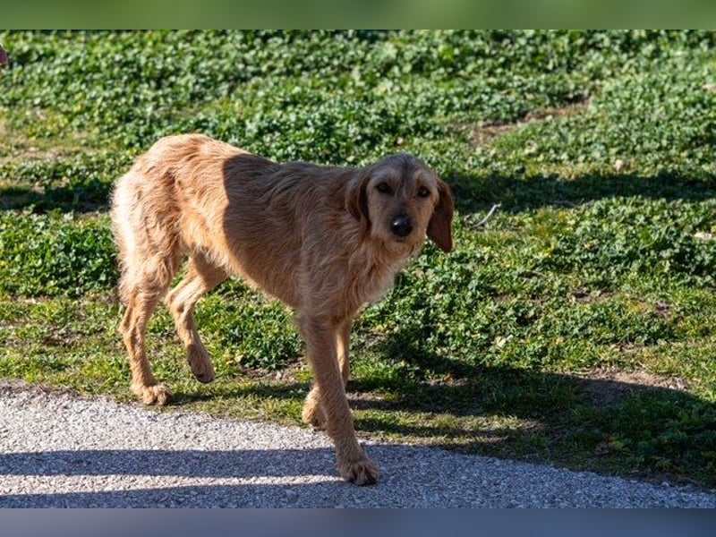 Kelly – Griffon Mix: sanfte Hundeseele sucht dringend ein Zuhause voller Liebe