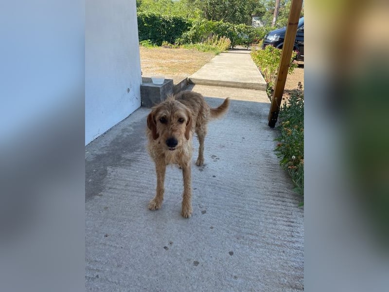 Kelly – Griffon Mix: sanfte Hundeseele sucht dringend ein Zuhause voller Liebe