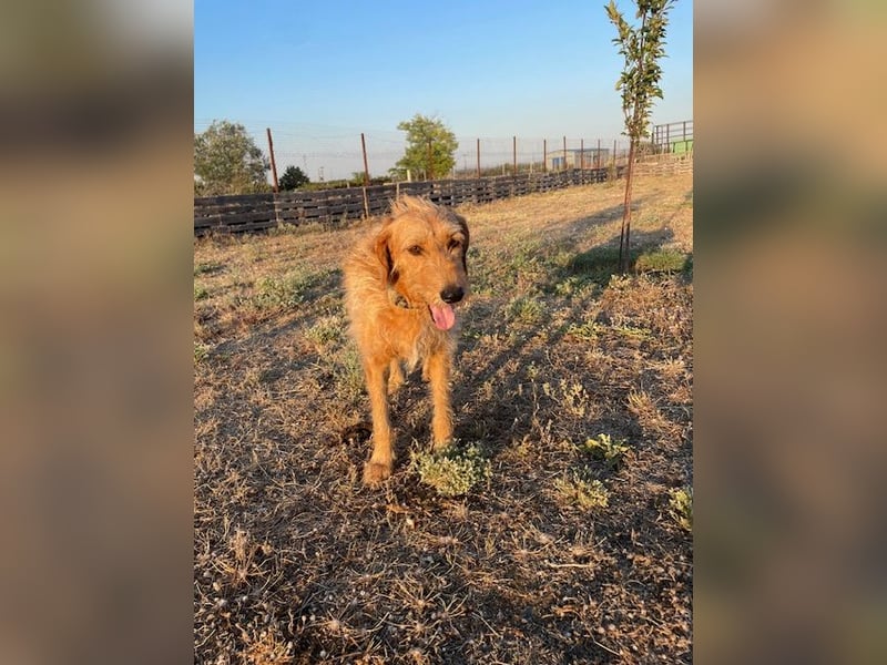 Kelly – Griffon Mix: sanfte Hundeseele sucht dringend ein Zuhause voller Liebe
