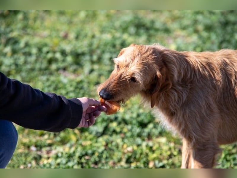 Kelly – Griffon Mix: sanfte Hundeseele sucht dringend ein Zuhause voller Liebe