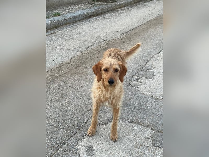 Kelly – Griffon Mix: sanfte Hundeseele sucht dringend ein Zuhause voller Liebe