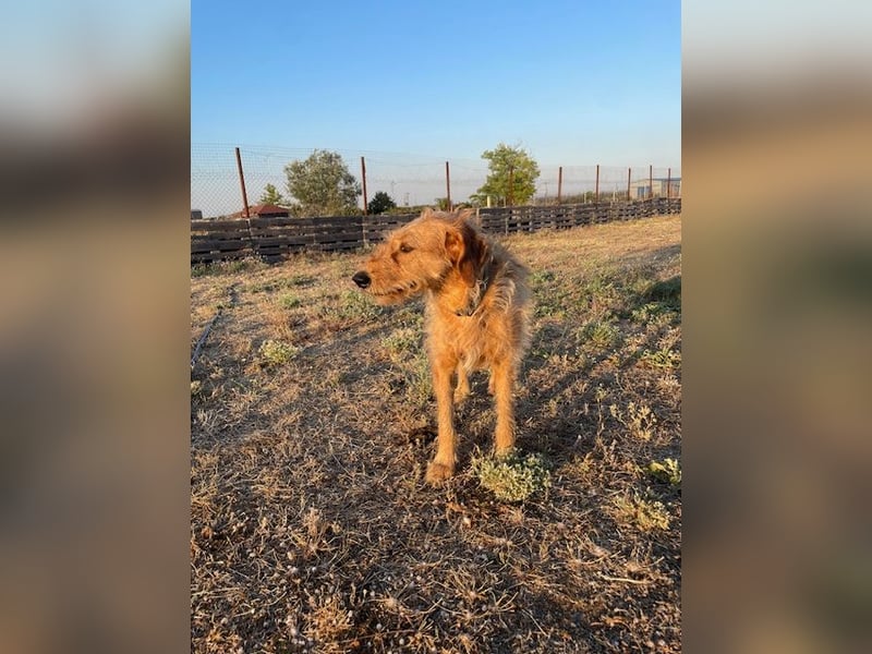 Kelly – Griffon Mix: sanfte Hundeseele sucht dringend ein Zuhause voller Liebe