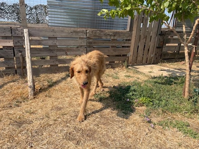 Kelly – Griffon Mix: sanfte Hundeseele sucht dringend ein Zuhause voller Liebe