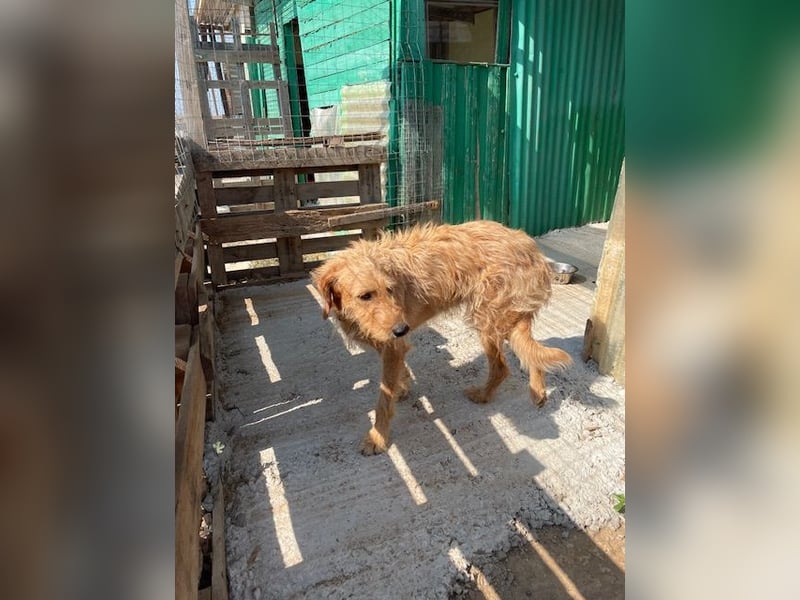 Kelly – Griffon Mix: sanfte Hundeseele sucht dringend ein Zuhause voller Liebe