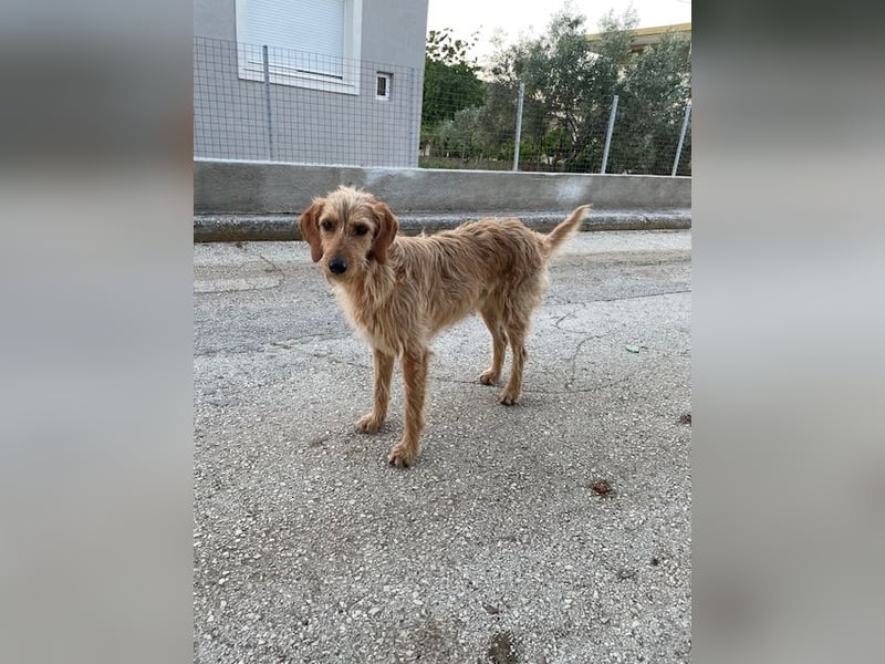 Kelly – Griffon Mix: sanfte Hundeseele sucht dringend ein Zuhause voller Liebe