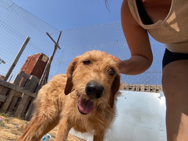 Kelly – Griffon Mix: sanfte Hundeseele sucht dringend ein Zuhause voller Liebe