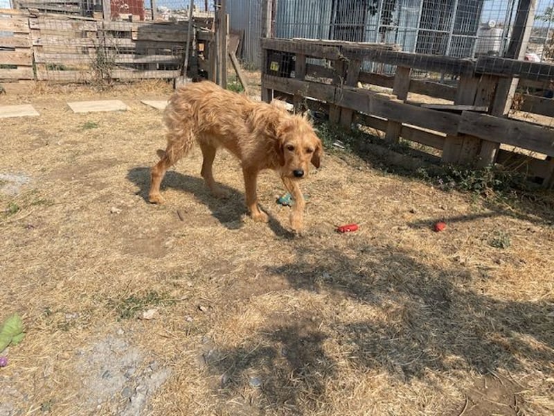 Kelly – Griffon Mix: sanfte Hundeseele sucht dringend ein Zuhause voller Liebe