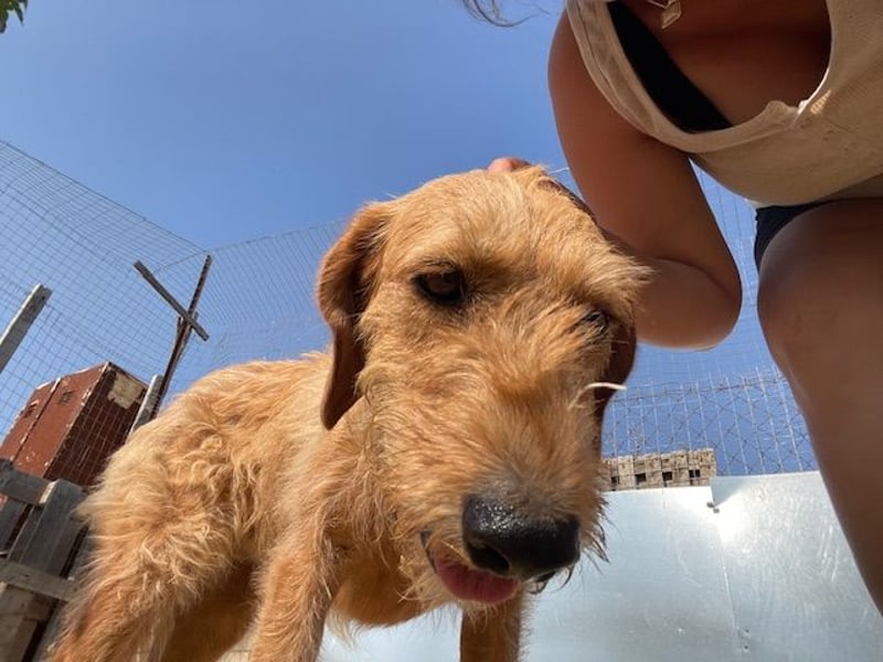 Kelly – Griffon Mix: sanfte Hundeseele sucht dringend ein Zuhause voller Liebe