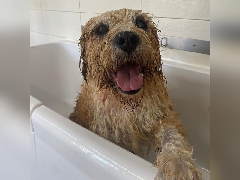 Beppe - Menschenfreund und liebevoller Hundeonkel, taugt nicht als Alarmanlage