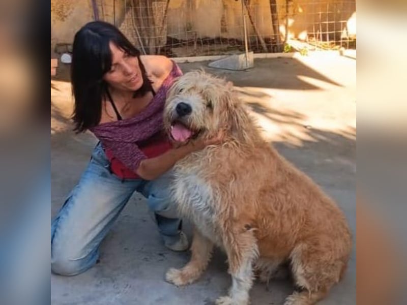 Beppe - Menschenfreund und liebevoller Hundeonkel, taugt nicht als Alarmanlage