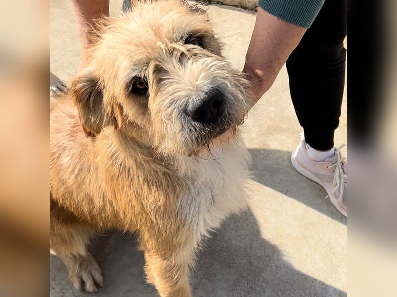 Beppe - Menschenfreund und liebevoller Hundeonkel, taugt nicht als Alarmanlage