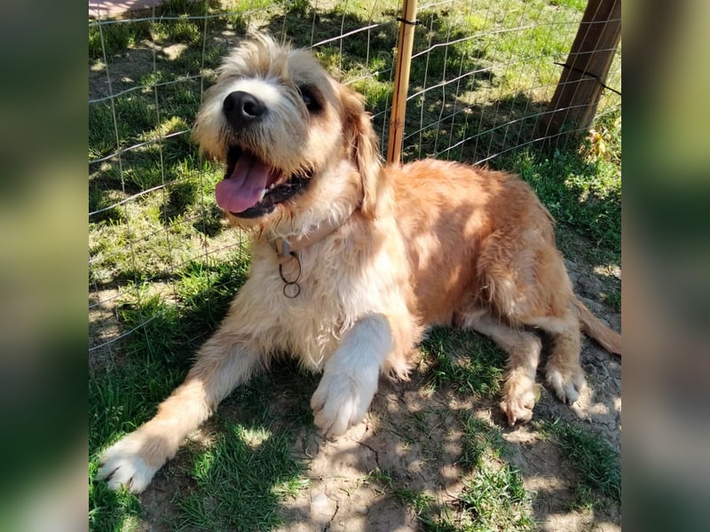 Beppe - Menschenfreund und liebevoller Hundeonkel, taugt nicht als Alarmanlage