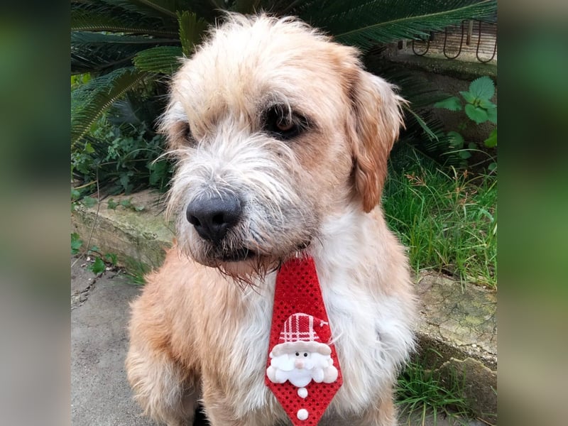 Beppe - Menschenfreund und liebevoller Hundeonkel, taugt nicht als Alarmanlage