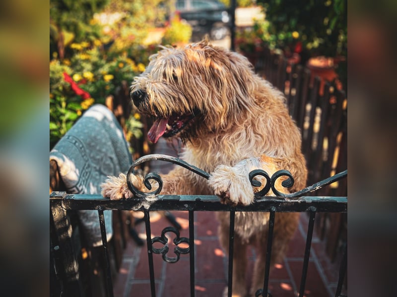 Beppe - Menschenfreund und liebevoller Hundeonkel, taugt nicht als Alarmanlage